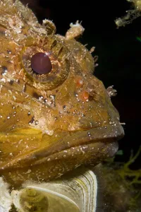 Scorpionfish (Scorpaena porcus) portrait, lying on the artificial reef Scorpionfish (Scorpaena porcus) portrait, lying on the artificial reef