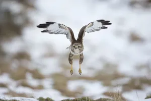 Common buzzard in flight, Cairngorms National Park print