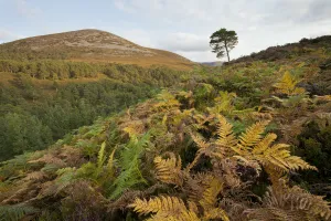 Scots pine forest extending up to natural tree line, with bracken (Pteridium aquilinum) Scots pine forest extending up to natural tree line, with bracken (Pteridium aquilinum)