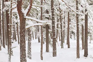 Scots Pine forest in winter, Abernethy Forest, Cairngorms National Park, Scotland Scots Pine forest in winter, Abernethy Forest, Cairngorms National Park, Scotland