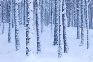 Scots Pine forest in winter, Abernethy Forest, Cairngorms National Park, Scotland Scots Pine forest in winter, Abernethy Forest, Cairngorms National Park, Scotland