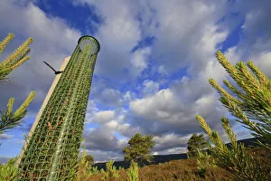 Scots pine sapling (Pinus sylvestris) with protective tree guard to prevent grazing by Scots pine sapling (Pinus sylvestris) with protective tree guard to prevent grazing by