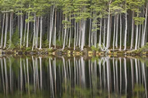 Scots pine trees (Pinus sylvestris) standing alongside Loch Mallachie Scots pine trees (Pinus sylvestris) standing alongside Loch Mallachie