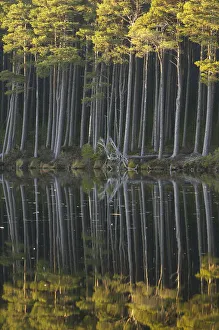 Scots pine trees reflected in mirror-calm loch in late evening light, Loch Mallachie Scots pine trees reflected in mirror-calm loch in late evening light, Loch Mallachie
