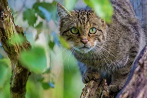 Scottish wildcat (Felis silvestris grampia) captive, endemic to Scotland. September Scottish wildcat (Felis silvestris grampia) captive, endemic to Scotland. September