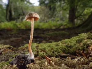Scurfy twiglet mushroom (Tubaria furfuracea) growing from Beech mast (Fagus sylvatica) on mossy woodland floor Scurfy twiglet mushroom (Tubaria furfuracea) growing from Beech mast (Fagus sylvatica) on mossy woodland floor