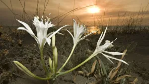 Sea daffodil / lily (Pancratium maritimum) flowers open in late afternoon and remain open overnight Sea daffodil / lily (Pancratium maritimum) flowers open in late afternoon and remain open overnight