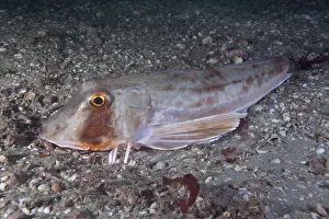 Sea robin / Grey gurnard (Eutrigla gurnardus) Channel Islands, UK August Sea robin / Grey gurnard (Eutrigla gurnardus) Channel Islands, UK August