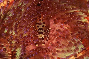 Sea urchin shrimp {Periclimenes colemani} on Sea urchin {Asthenosoma varium} Indonesia Sea urchin shrimp {Periclimenes colemani} on Sea urchin {Asthenosoma varium} Indonesia