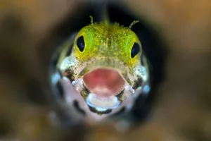Secretary blenny (Acanthemblemari maria) yawns as it peers out from a hole in the reef Secretary blenny (Acanthemblemari maria) yawns as it peers out from a hole in the reef