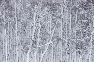 Section of Silver birch (Betula pendula) woodland, Glenfeshie, Cairngorms National Park Section of Silver birch (Betula pendula) woodland, Glenfeshie, Cairngorms National Park