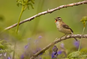 Sedge warbler (Acrocephalus schoenobaenus) singing portrait, Saltee Islands Sedge warbler (Acrocephalus schoenobaenus) singing portrait, Saltee Islands