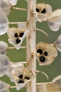 Seeds and seedpods of Armenian grape hyacinth (Muscari armeniacum) June Seeds and seedpods of Armenian grape hyacinth (Muscari armeniacum) June