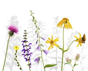 Selection of wildflowers against white background, including Thistle (Cirsium) Selection of wildflowers against white background, including Thistle (Cirsium)