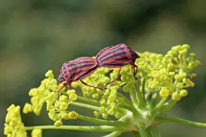 Insect Mating Behavior Prints: Semipunctated shield bugs (Graphosoma semipunctatum) pair
