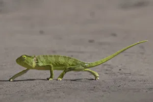 Senegal chameleon (Chamaeleo senegalensis) walking over flat ground, Allahein river, The Gambia Senegal chameleon (Chamaeleo senegalensis) walking over flat ground, Allahein river, The Gambia