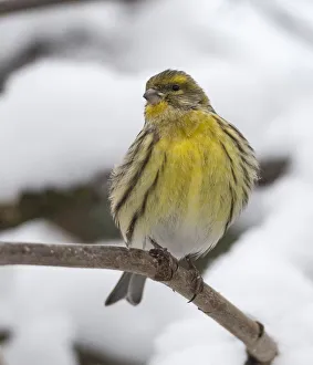 Serin (Serinus serinus), in snow, Finland, December Serin (Serinus serinus), in snow, Finland, December