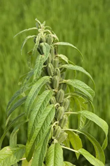 Sesame (Sesamum indicum), green unripe pods. Sichuan Province, China Sesame (Sesamum indicum), green unripe pods. Sichuan Province, China