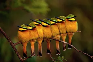 Seven Little Bee-eaters (Merops pusillus) in a row, one facing away, Masai Mara, Kenya Seven Little Bee-eaters (Merops pusillus) in a row, one facing away, Masai Mara, Kenya