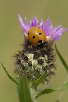 Seven spot ladybird (Coccinella septempunctata) on Black knapweed (Centaurea nigra) Seven spot ladybird (Coccinella septempunctata) on Black knapweed (Centaurea nigra)