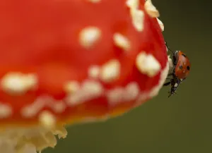 Seven-spot Ladybird (Coccinella septempunctata) on fly agaric (Amanita muscaria) Seven-spot Ladybird (Coccinella septempunctata) on fly agaric (Amanita muscaria)