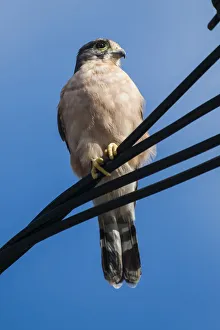 Seychelles kestrel (Falco araeus), adult perched on wire, Republic of Seychelles Vulnerable species Seychelles kestrel (Falco araeus), adult perched on wire, Republic of Seychelles Vulnerable species