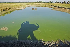 Shadow of trained Indian elephant (Elephas maximus) carrying wildlife watchers, in Shadow of trained Indian elephant (Elephas maximus) carrying wildlife watchers, in