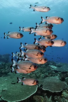 Shadowfin soldierfish (Myripristis adusta) schooling over coral reef. Dampier Strait Shadowfin soldierfish (Myripristis adusta) schooling over coral reef. Dampier Strait