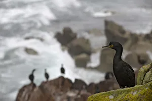 Shag (Phalacrocorax aristotelis) on cliff, Saltee Islands, County Wexford, Ireland Shag (Phalacrocorax aristotelis) on cliff, Saltee Islands, County Wexford, Ireland