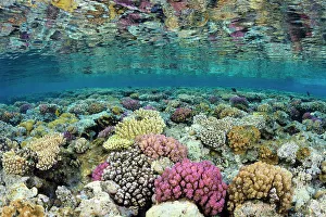 Shallow coral reef flat with corals (Pocillopora damicornis Shallow coral reef flat with corals (Pocillopora damicornis