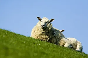 Sheep with lamb, Westerhever, Germany, April 2009 Sheep with lamb, Westerhever, Germany, April 2009