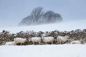 Sheep sheltering from harsh weather behind a stone wall, Peak District National Park Sheep sheltering from harsh weather behind a stone wall, Peak District National Park