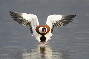 Shelduck (Tadorna tadorna) landing on water. Gloucestershire, England, UK. March Shelduck (Tadorna tadorna) landing on water. Gloucestershire, England, UK. March