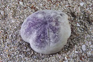 Shell of Purple heart urchin (Spatangus purpureus) Channel Islands, UK Shell of Purple heart urchin (Spatangus purpureus) Channel Islands, UK