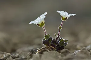 Shetland Mouse-eared chickweed (Cerastium nigrescens), Keen of Hamar National Nature Shetland Mouse-eared chickweed (Cerastium nigrescens), Keen of Hamar National Nature