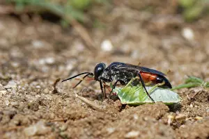 Hymenoptera Insect Images Prints: Shieldbug stalker wasp (Astata boops) dragging a paralysed Hawthorn shieldbug (Acanthosoma haemorrhoidale)