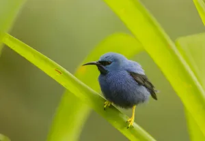 Shining honeycreeper (Cyanerpes lucidus) Costa Rica Shining honeycreeper (Cyanerpes lucidus) Costa Rica