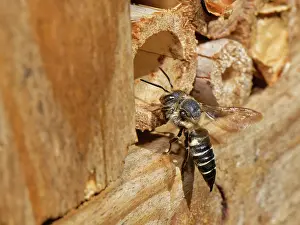 Hymenoptera Insects Europe Prints: Shiny-vented sharp-tail bee (Coelioxys inermis)