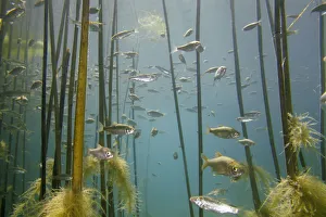 Shoal of Lake Ohrid bleak (Alburnus scoranza) swimming amongst Giant reeds (Arundo Shoal of Lake Ohrid bleak (Alburnus scoranza) swimming amongst Giant reeds (Arundo
