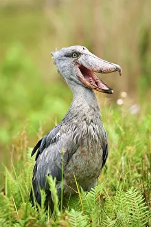 Shoebill stork (Balaeniceps rex) in the swamps of Mabamba, Lake Victoria, Uganda Shoebill stork (Balaeniceps rex) in the swamps of Mabamba, Lake Victoria, Uganda