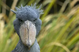 Shoebill / Whale headed stork (Balaeniceps rex) head portrait, captive Shoebill / Whale headed stork (Balaeniceps rex) head portrait, captive