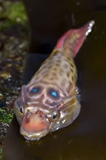 Shore Clingfish (Lepadogaster lepadogaster). Channel Islands, UK, April Shore Clingfish (Lepadogaster lepadogaster). Channel Islands, UK, April