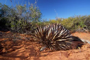 Short-beaked echidna (Tachyglossus aculeatus). Francois Peron National Park, Shark Bay Short-beaked echidna (Tachyglossus aculeatus). Francois Peron National Park, Shark Bay