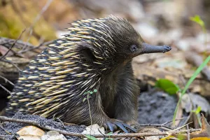 Short-beaked echidna (Tachyglossus aculeatus) with muddy face, emerging from burrow, Jervis Bay, New South Wales Short-beaked echidna (Tachyglossus aculeatus) with muddy face, emerging from burrow, Jervis Bay, New South Wales