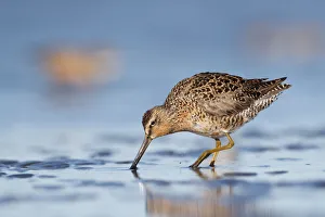 North american birds/short billed dowitcher limnodromus griseus North american birds/short billed dowitcher limnodromus griseus