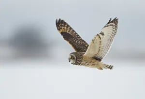 Short-eared owl (Asio flammeus) in flight, Worlaby Carr, Lincolnshire, England, UK Short-eared owl (Asio flammeus) in flight, Worlaby Carr, Lincolnshire, England, UK