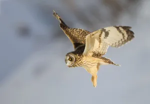 Short-eared owl (Asio flammeus) in flight. Worlaby Carr, Lincolnshire, England, UK Short-eared owl (Asio flammeus) in flight. Worlaby Carr, Lincolnshire, England, UK