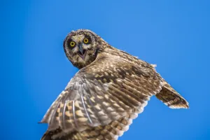 Short-eared owl (Asio flammeus) in flight, Santa Fe Island, Galapagos Short-eared owl (Asio flammeus) in flight, Santa Fe Island, Galapagos
