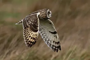 Short-eared owl in flight print, Norfolk, England
