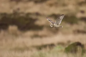 Short-eared owl (Asio flammeus) flying over moorland, North Uist, Western Isles / Outer Hebrides Short-eared owl (Asio flammeus) flying over moorland, North Uist, Western Isles / Outer Hebrides